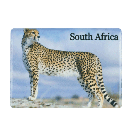 South Africa, Cheetah